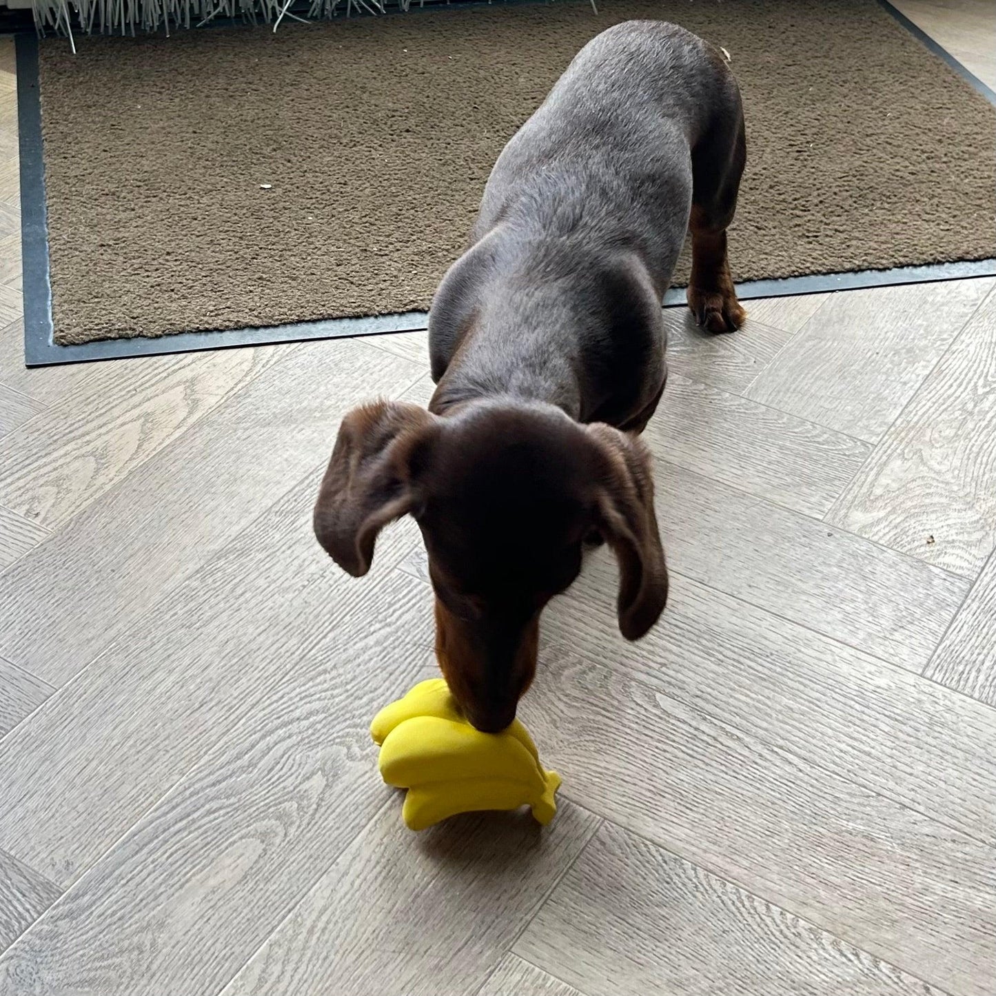 Bruine teckel speelt met een geel bananenvormig hondenspeeltje op een houten vloer.