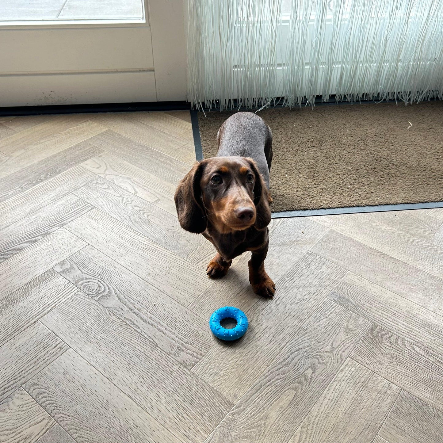 Bruine teckel met een blauwe bijtring op een houten vloer, klaar om te spelen.