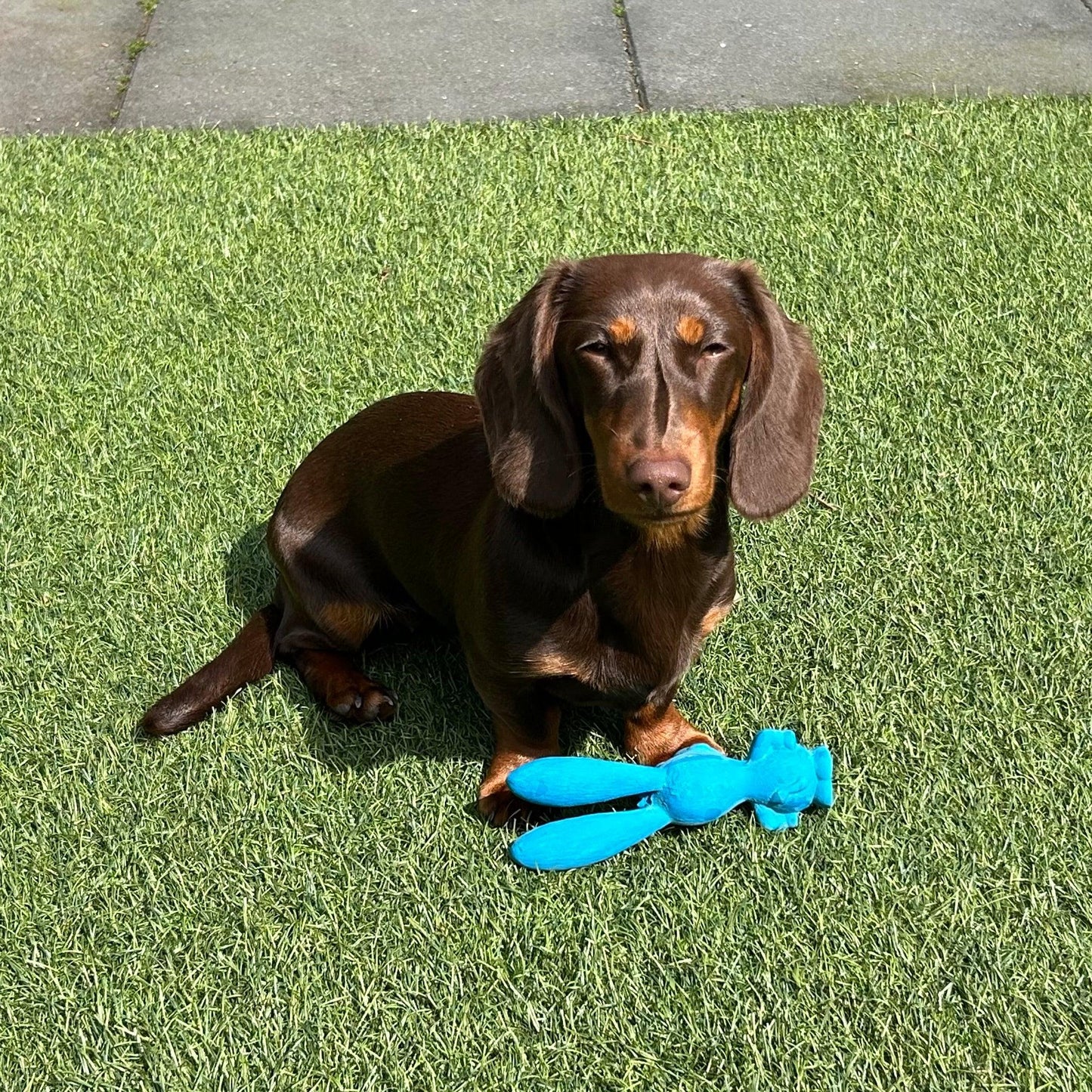 Bruine teckel ligt op kunstgras met een blauw konijnenspeeltje, genietend van de zon met een ontspannen uitdrukking.