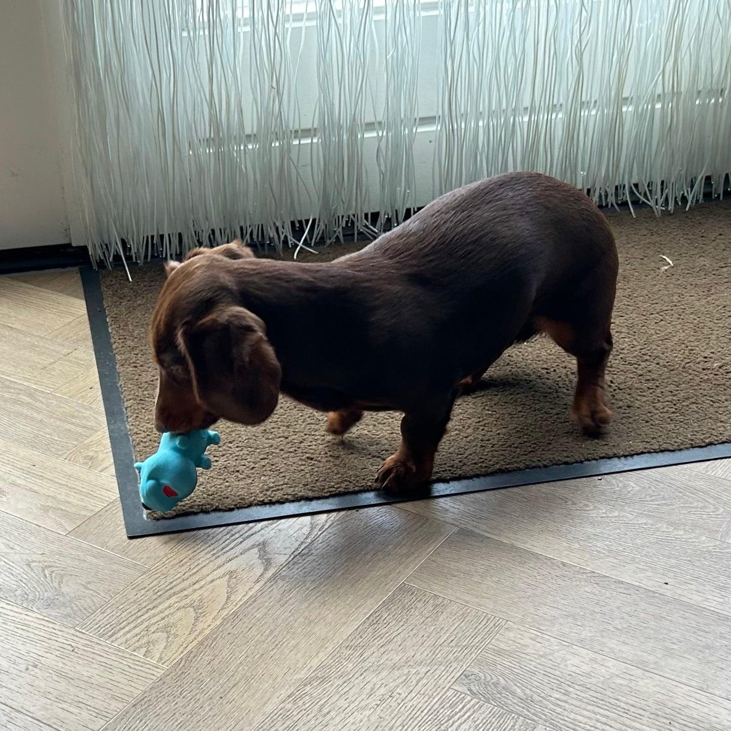 Bruine teckel speelt op een beige vloerkleed met een klein blauw hond-speeltje in zijn bek.