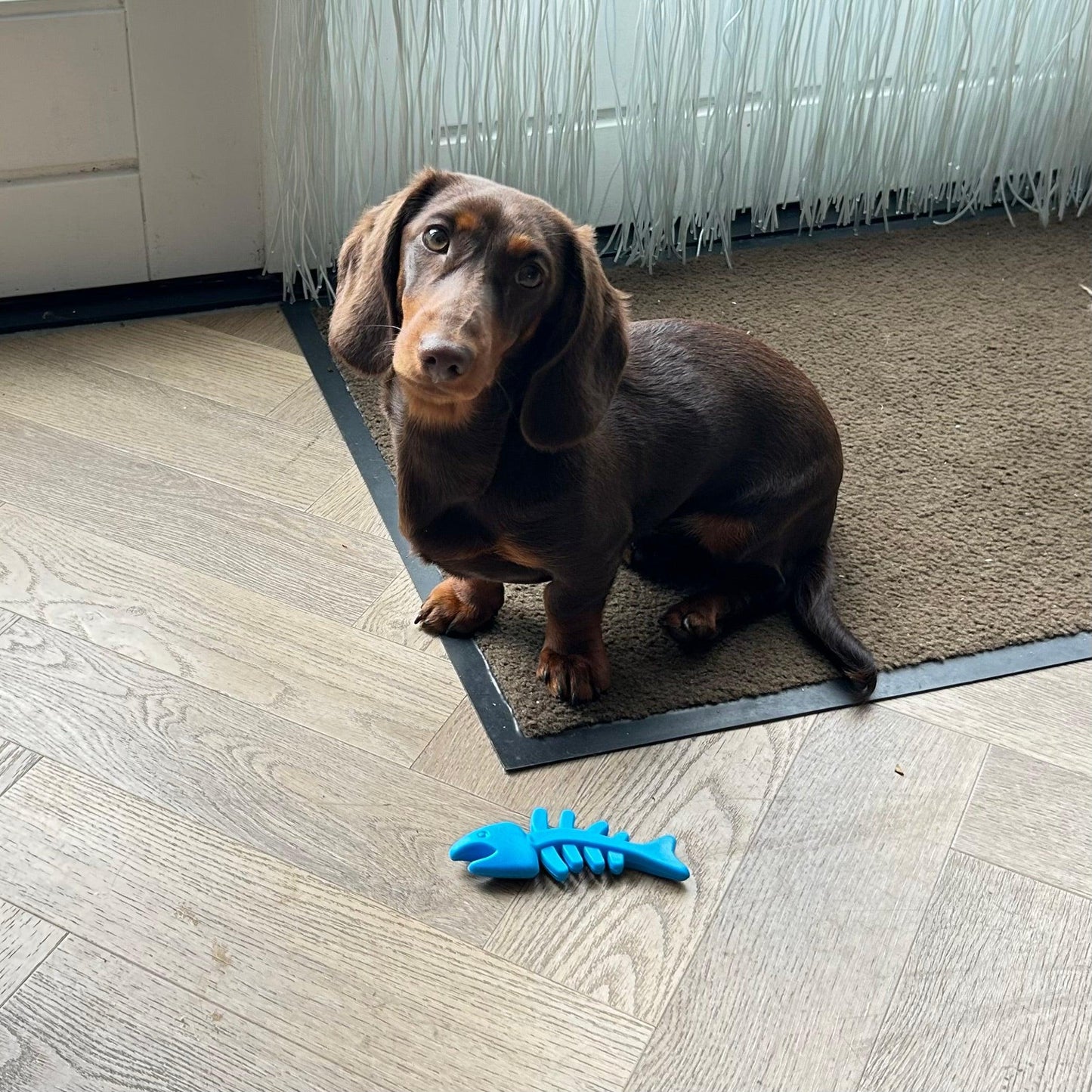 Bruine teckel zit op een houten vloer met een blauw visgraat hondenspeeltje voor zich.