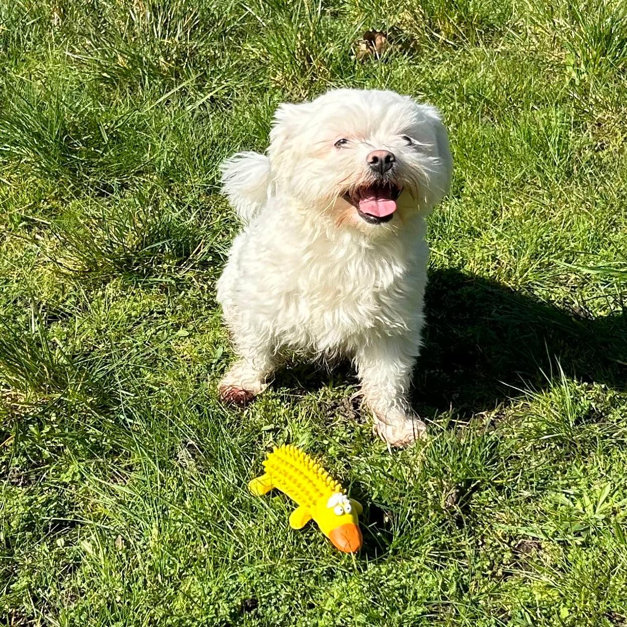 Witte, blije hond zit op gras naast een geel eendvormig hondenspeeltje met noppenstructuur en een oranje snavel.