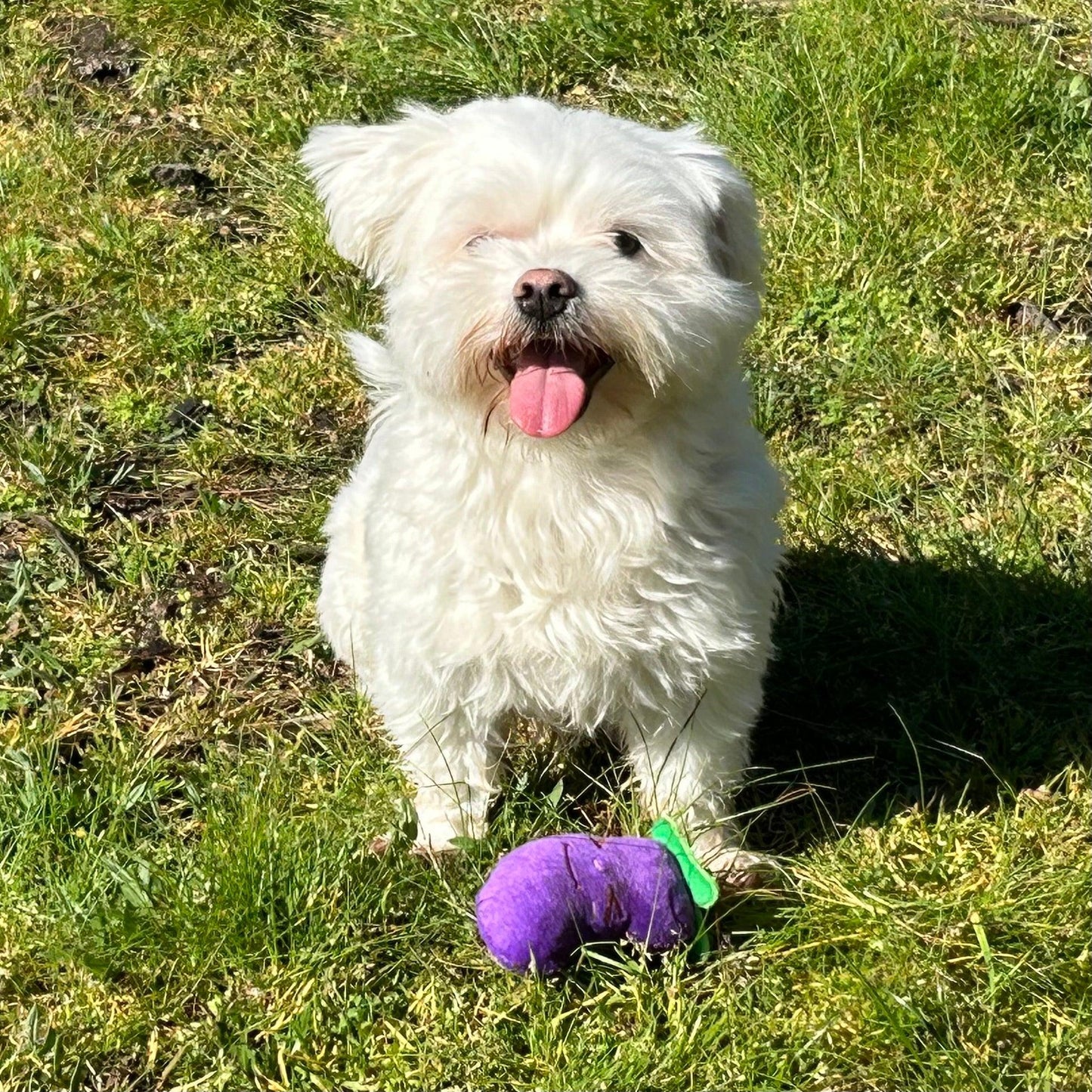 Blije witte hond zit op het gras met een pluche aubergine hondenspeeltje.