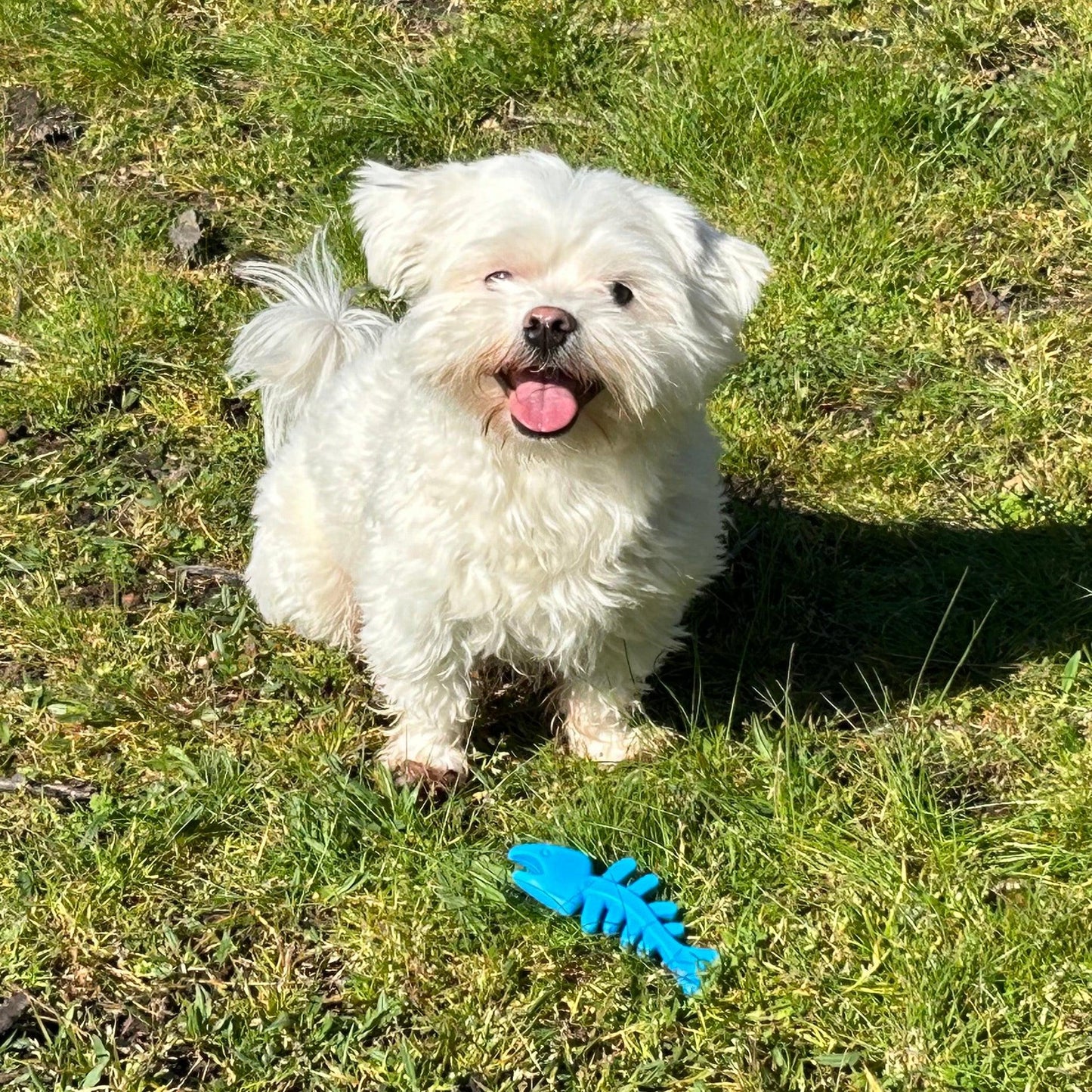 Witte hond zit in het gras met een blauw visgraat hondenspeeltje voor zich.