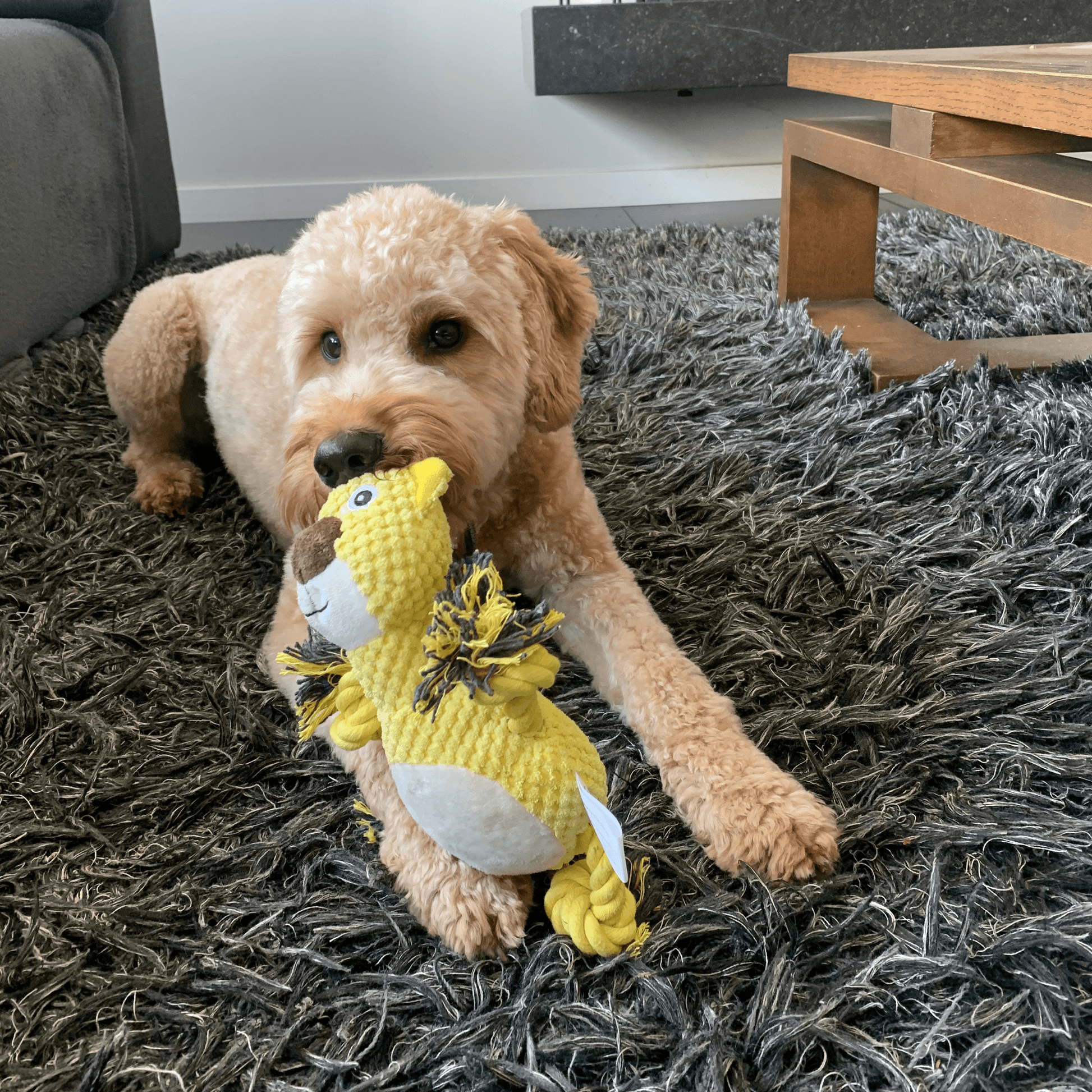 Hond speelt met een geel hondenspeeltje in de vorm van een beer met flosjes als poten, op een donker vloerkleed.