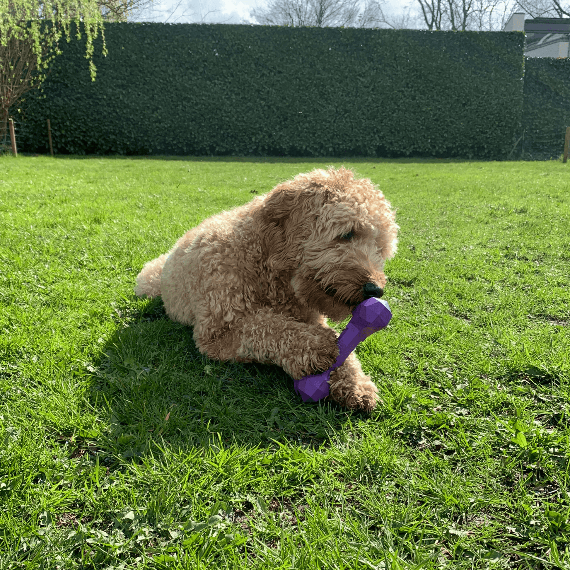 Labradoodle ligt op gras en kauwt op een paars Kluif & Kauw Bot, genietend van het buitenspelen met zijn favoriete speeltje.