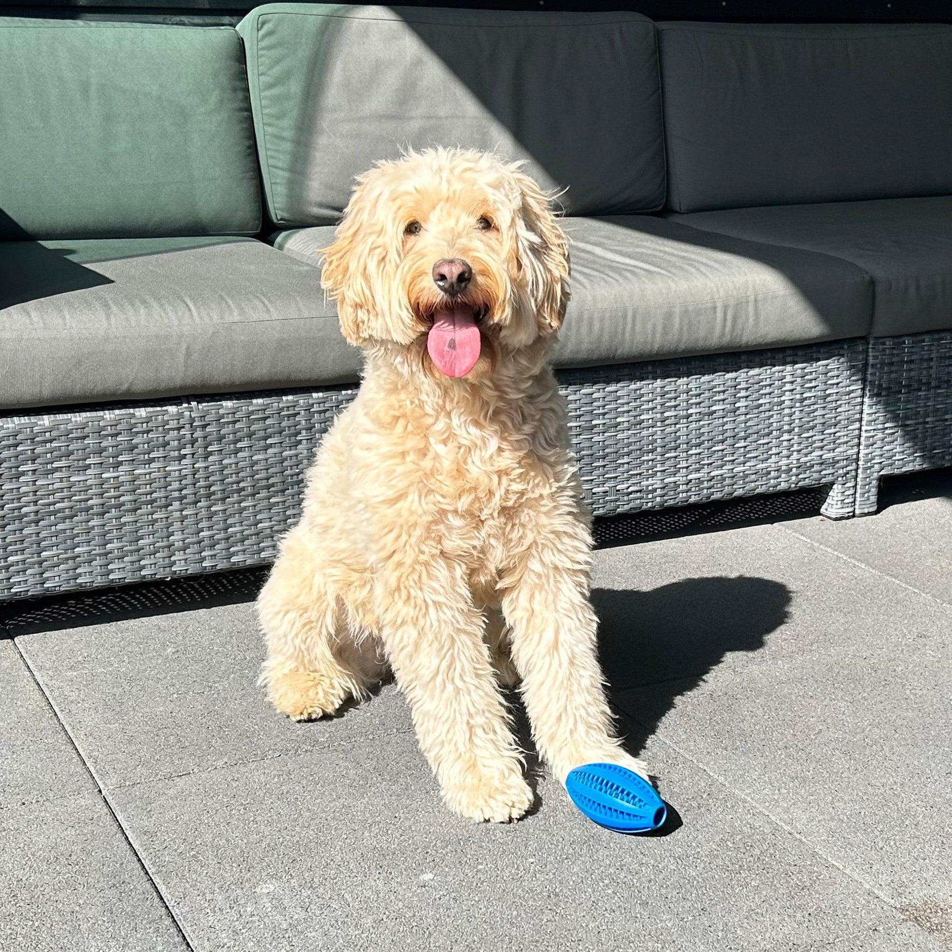 Hond zit in de zon op een terras en houdt een blauwe Rugby Lek-bal onder zijn poot, wachtend op speeltijd.