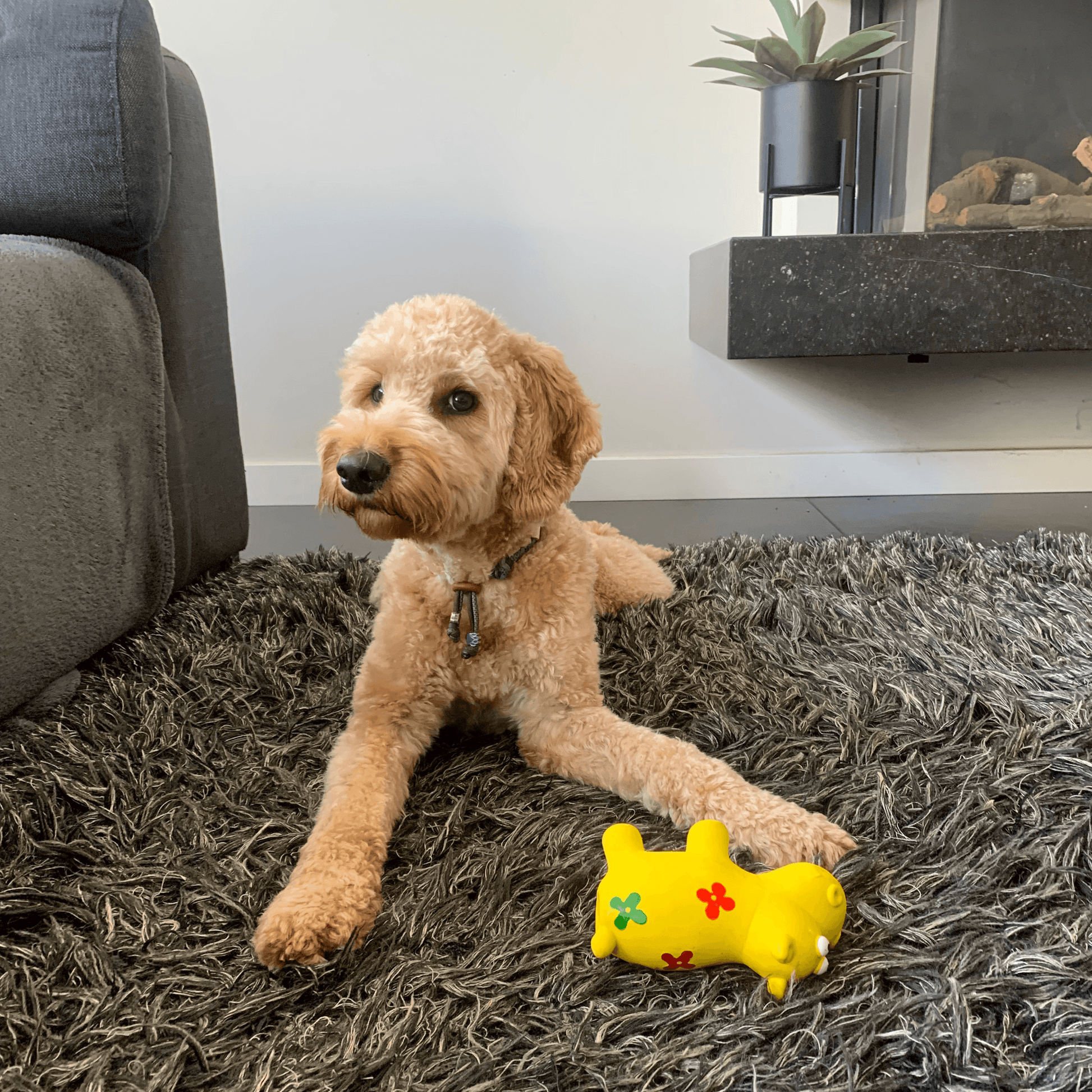 Hond speelt met een geel latex hippo hondenspeeltje op een vloerkleed. Het speeltje is versierd met rode en groene bloemen.