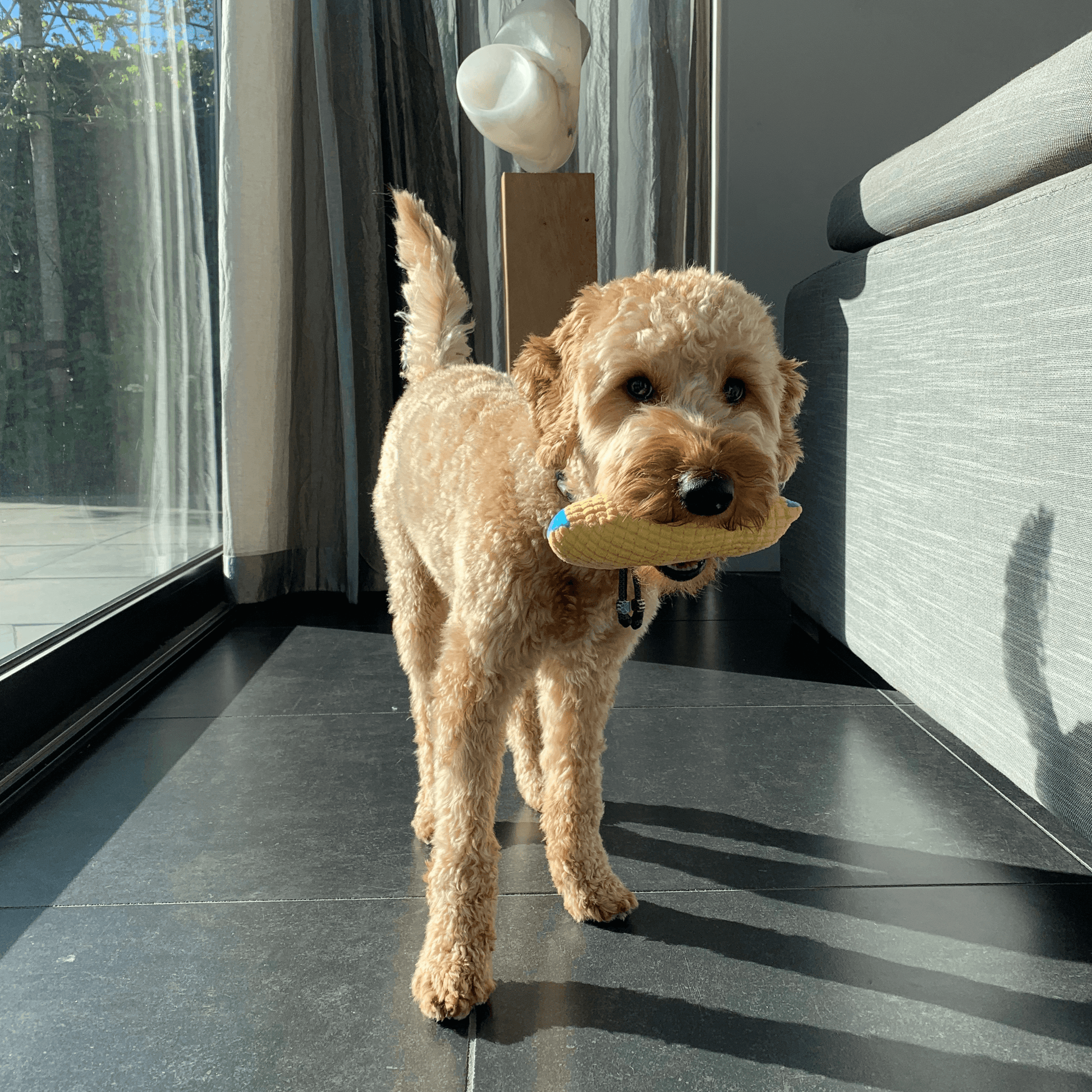 Een labradoodle staat in een zonnige woonkamer en houdt een geel-blauw hondenknuffel in de vorm van een sok in zijn bek.