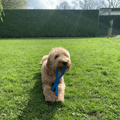 Een vrolijke hond ligt op het gras en kauwt op een blauwe Fun Flos, een stevig hondenspeeltje in de vorm van een acht.