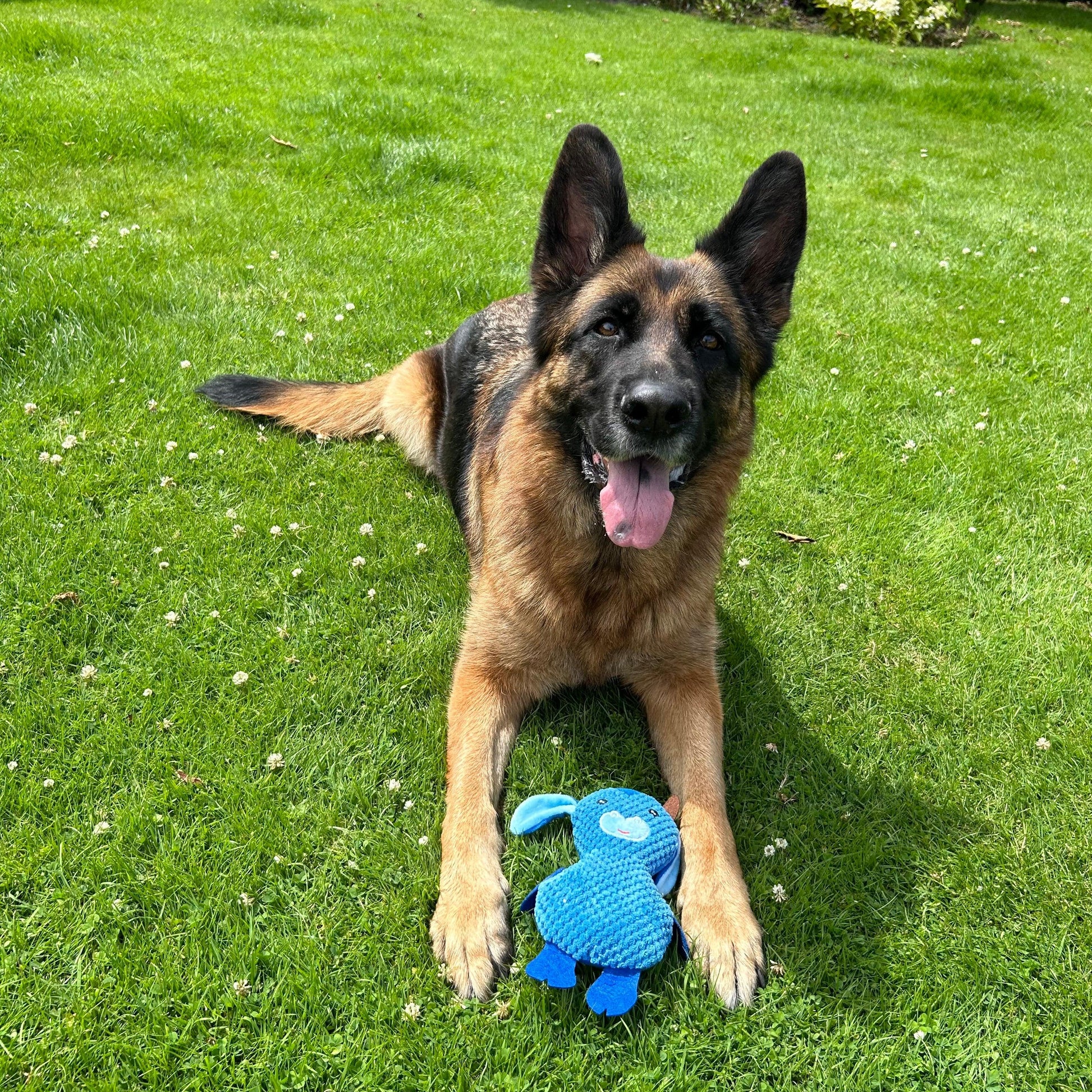  Een Duitse herder ligt in het gras met een blauwe uilenknuffel als hondenspeeltje.