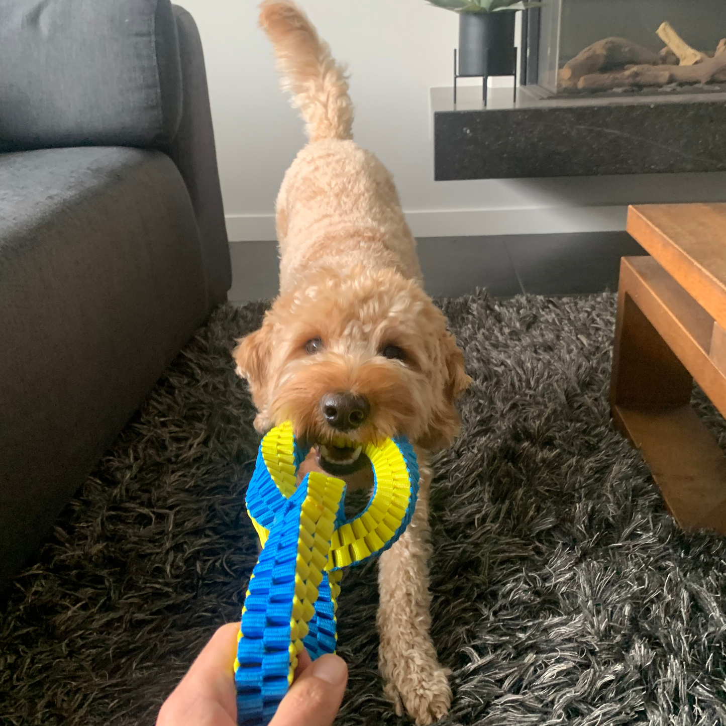 Labradoodle binnen met een honden trekspeeltje