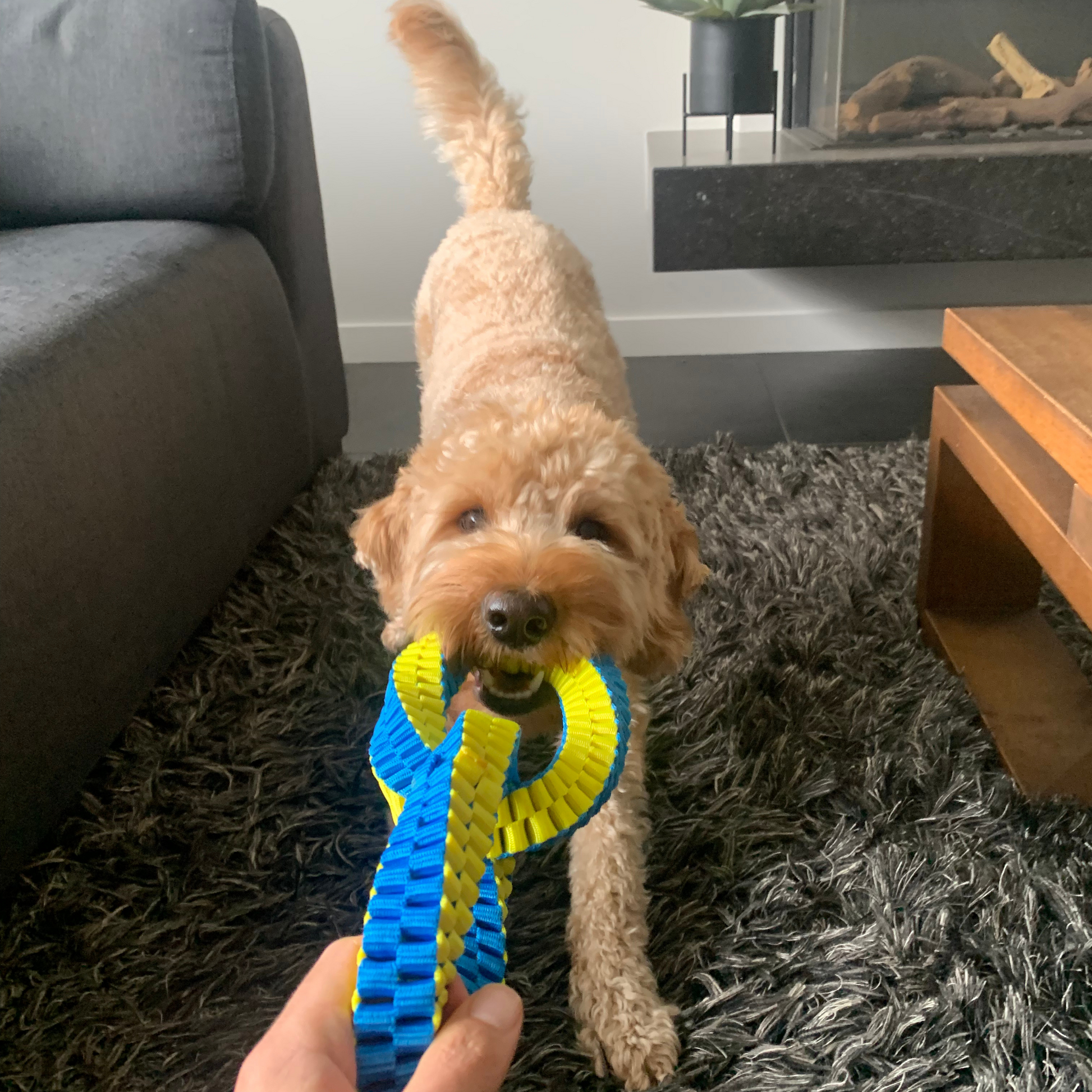 Labradoodle binnen met een honden trekspeeltje