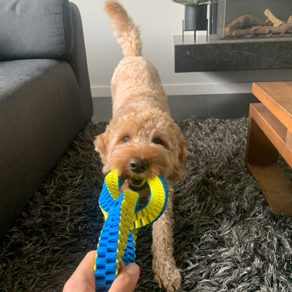 Labradoodle binnen met een honden trekspeeltje