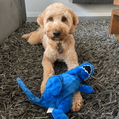 Een hond speelt met een blauwe pluche dino hondenspeeltje op een grijs tapijt.