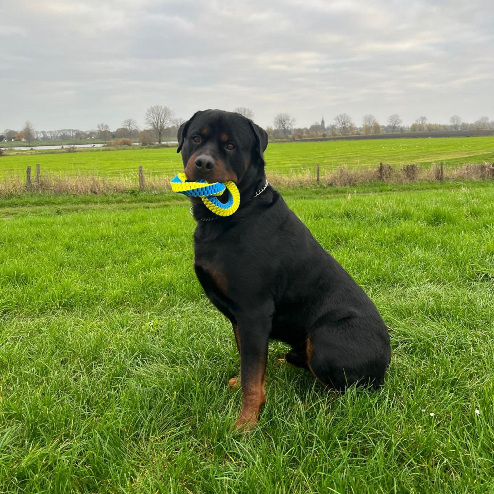 Grote hond buiten met Duo Ring