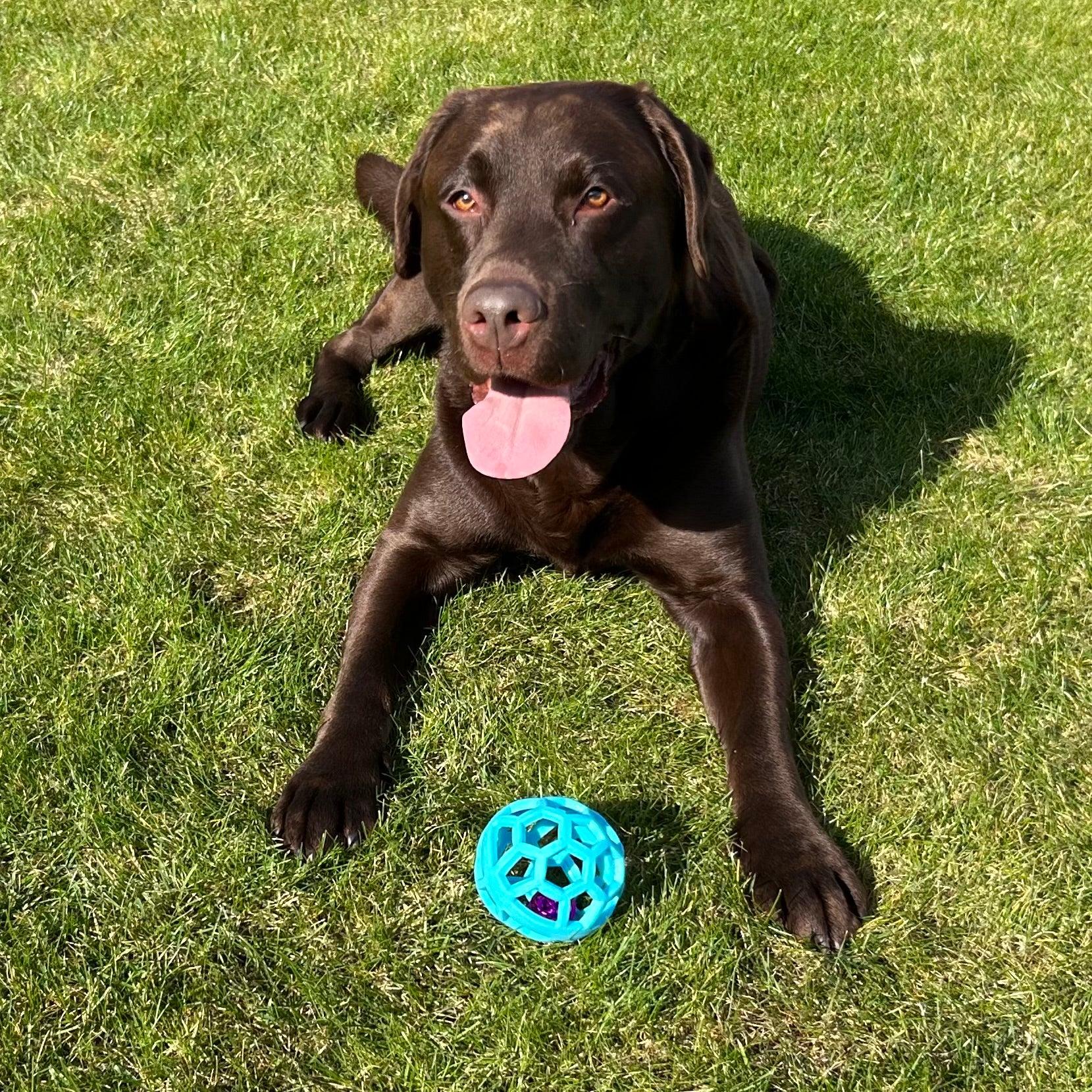  Een enthousiaste bruine labrador ligt op het gras met een blauwe Bellende Bal voor zich, klaar om te spelen.