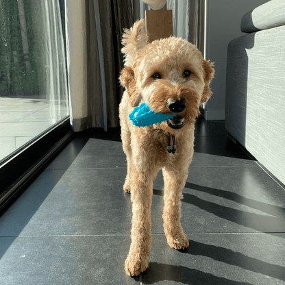 Een blije, krullige hond staat binnen en houdt een blauw hotdogvormig speeltje met noppenstructuur in zijn bek.