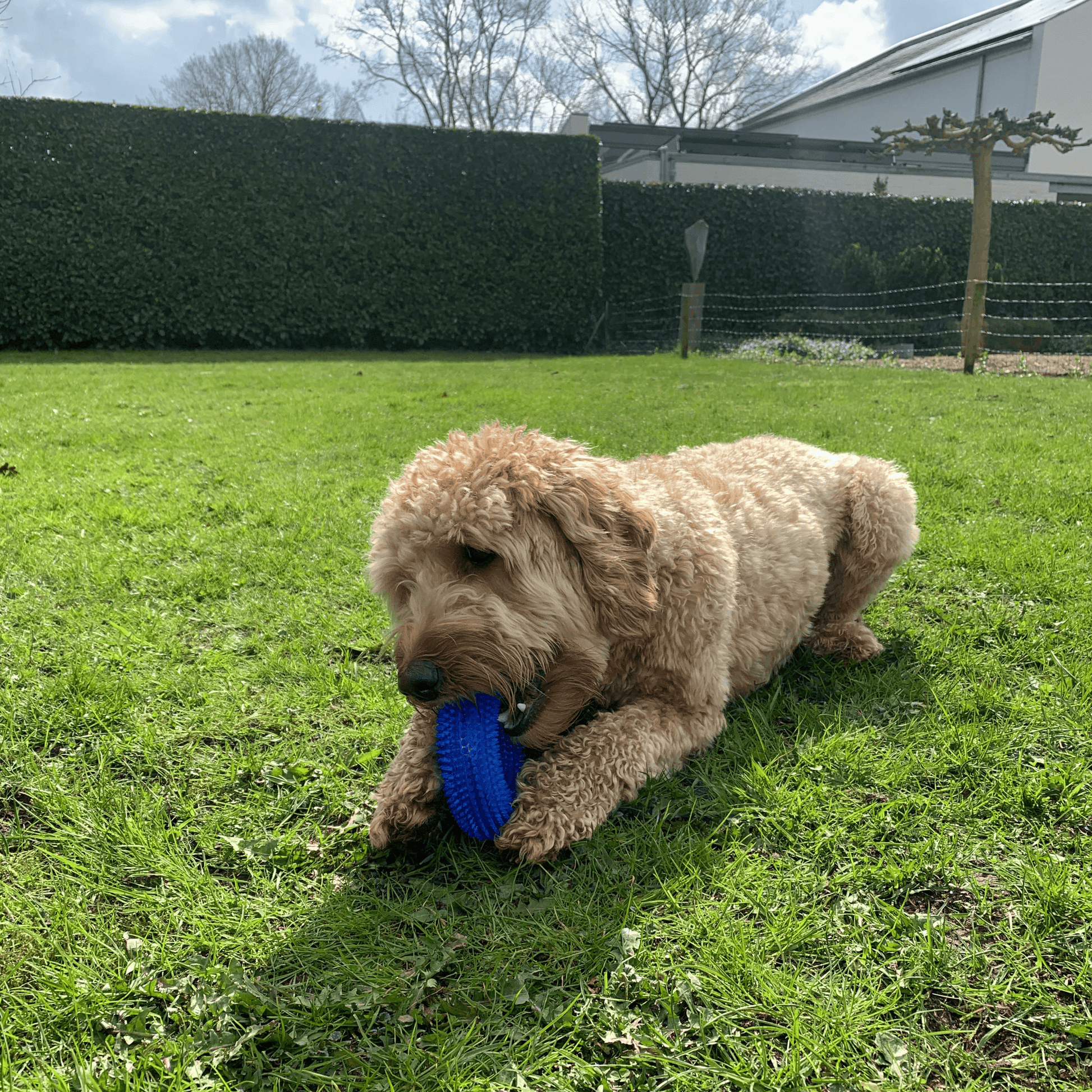 Vrolijke Labradoodle ligt op het gras en bijt enthousiast in de blauwe Spikey Ring, met piepend hondenspeeltje met nopjes