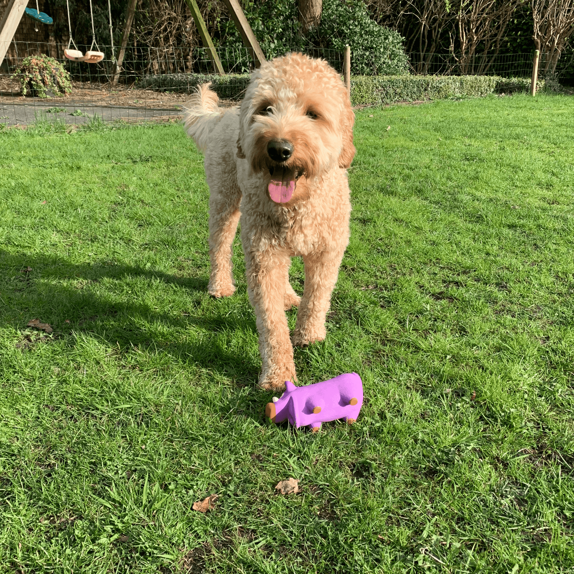 Een blije hond staat op het gras met een latex hondenspeeltje in de vorm van een paars zwijn, klaar om te spelen.