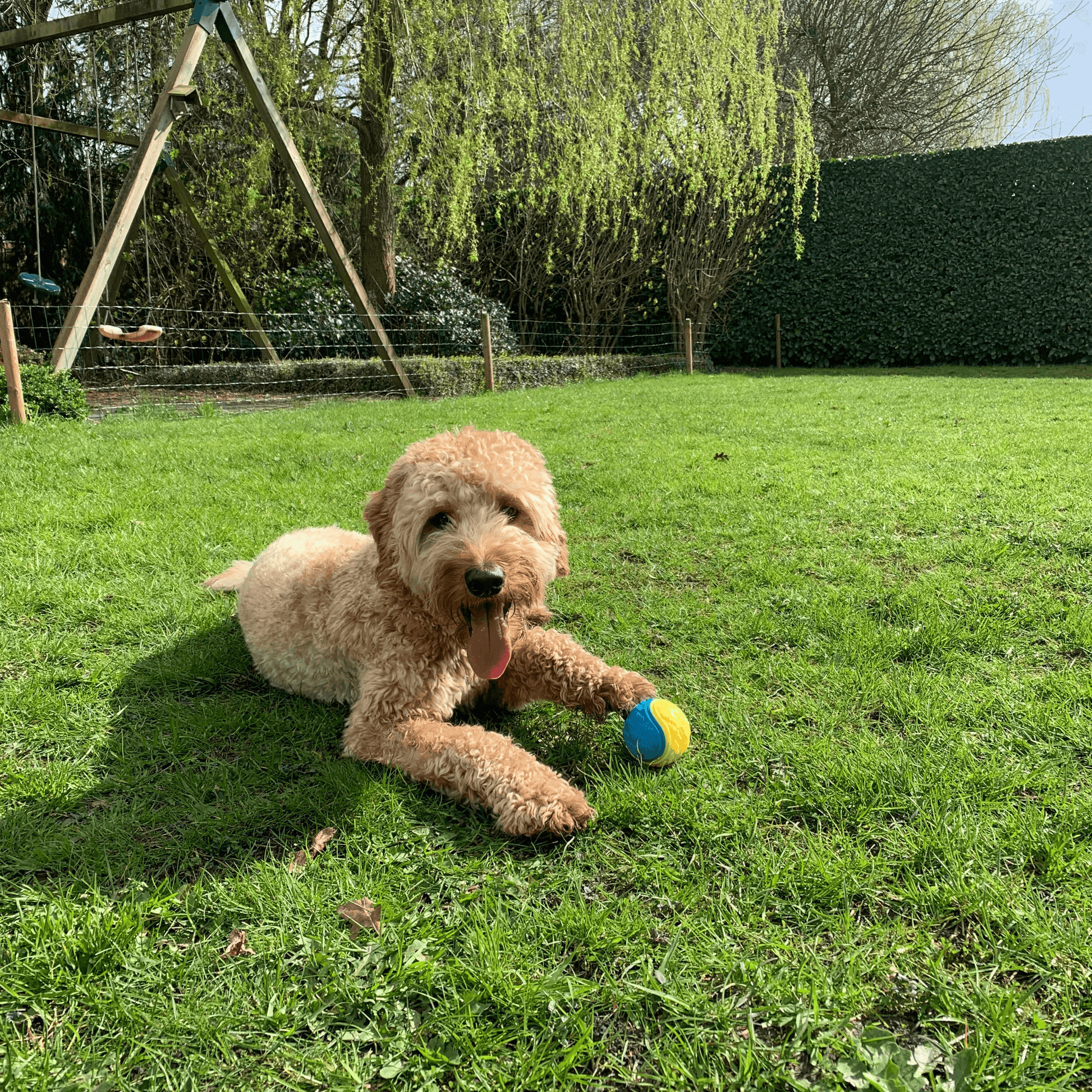Een vrolijke hond ligt op het gras met de StuiterSter, een blauwe en gele rubberen bal, tussen zijn poten.