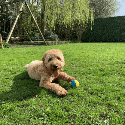 Een vrolijke hond ligt op het gras met de StuiterSter, een blauwe en gele rubberen bal, tussen zijn poten.
