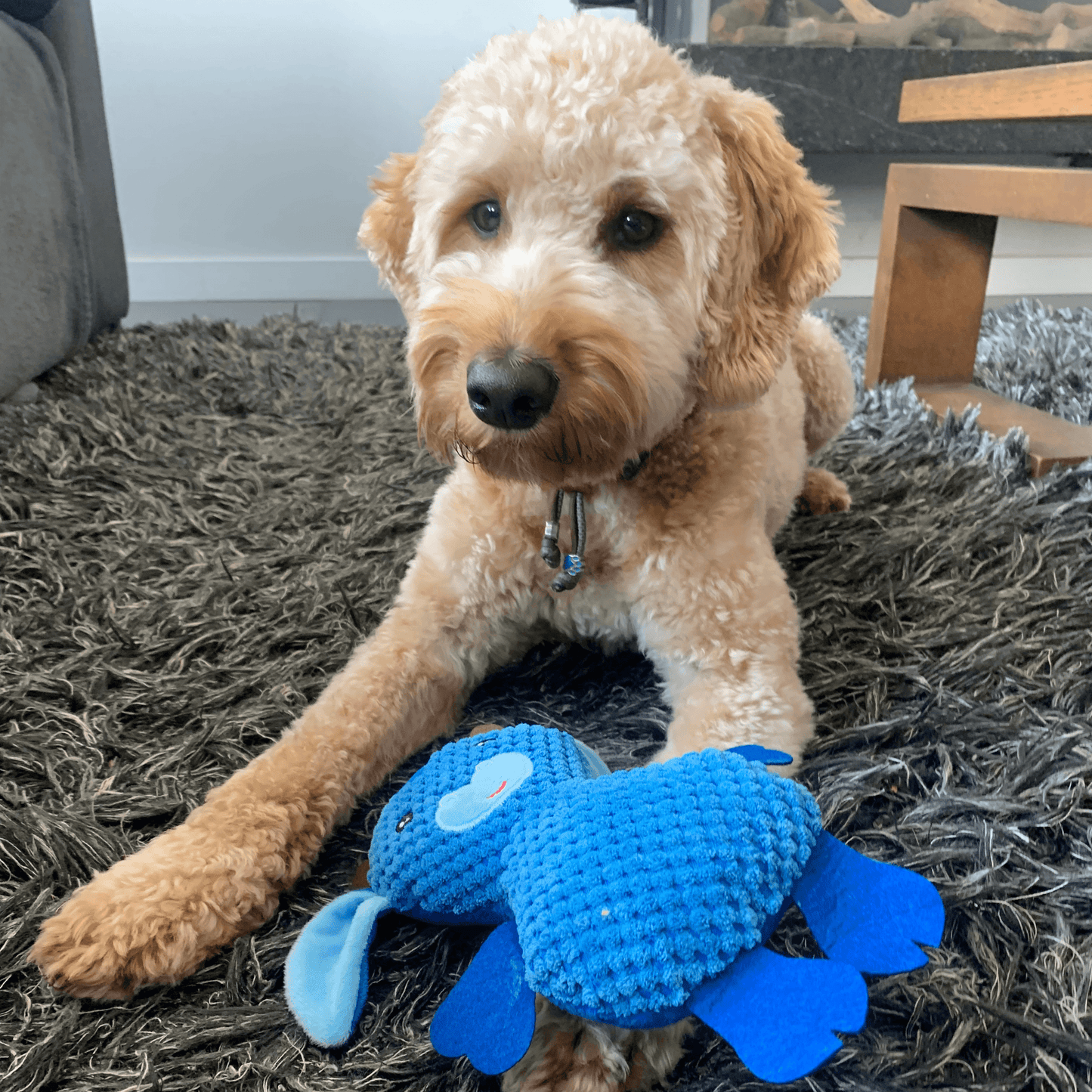 Een hond ligt op een tapijt en heeft een blauwe uilenknuffel als speeltje tussen zijn poten.