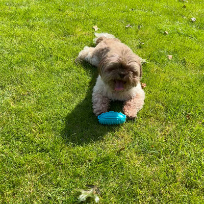 Bruine hond ligt op het gras met een blauw hotdogvormig speeltje tussen de poten, klaar om ermee te spelen.