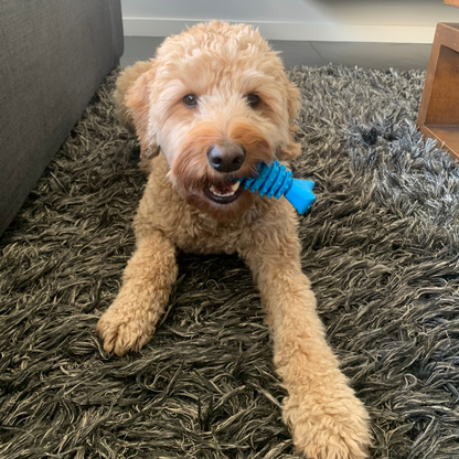 Labradoodle ligt op een donkergrijs kleed en kauwt op een blauw rubberen hondenspeeltje met ribbels, in een woonkamer.