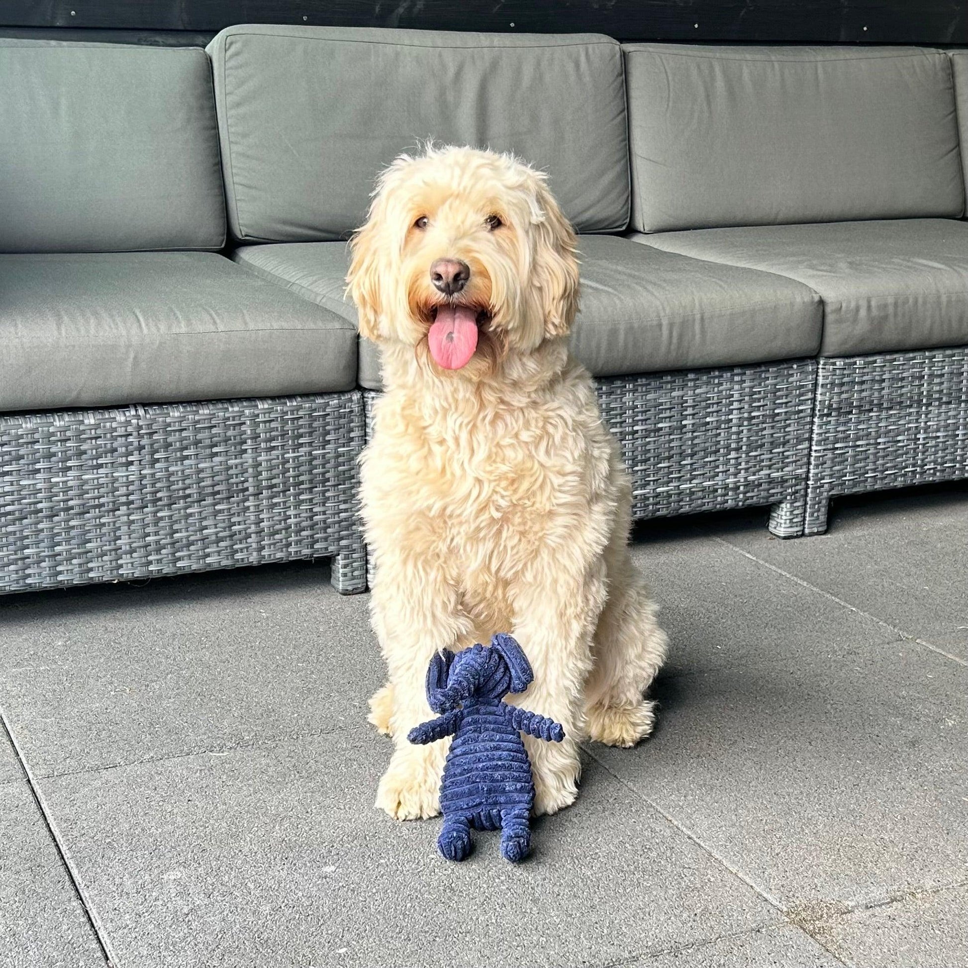 Labradoodle zit trots op een terras met de knuffel Ollie Olifant voor zijn poten.