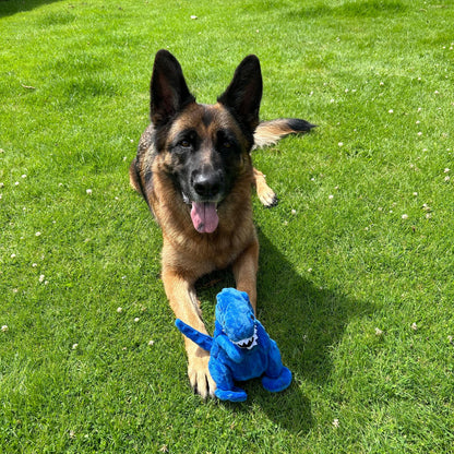 Een Duitse herder ligt op het gras met een blauwe pluche dino knuffel tussen de poten.