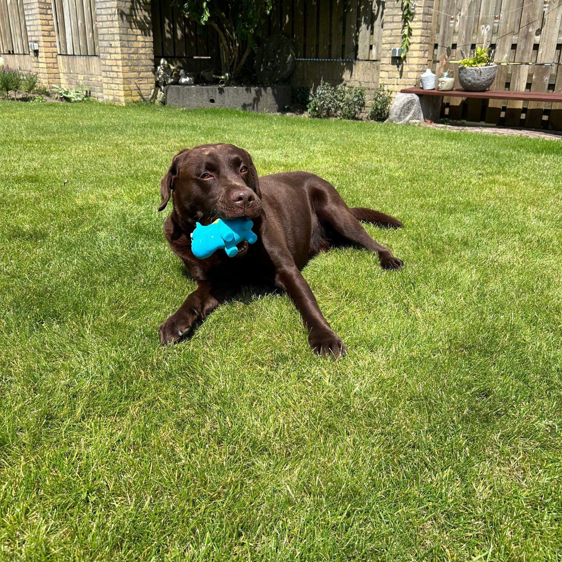 Hond ligt op het gras met een blauw latex hippo speeltje in zijn bek. Het speeltje maakt geluid wanneer erin wordt gebeten.