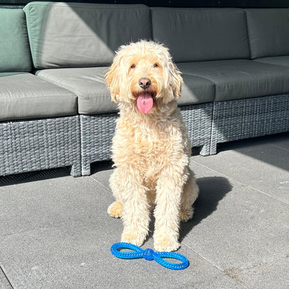 Blonde hond zit op een betegeld terras met een blauwe Fun Flos voor zich, klaar om te spelen.