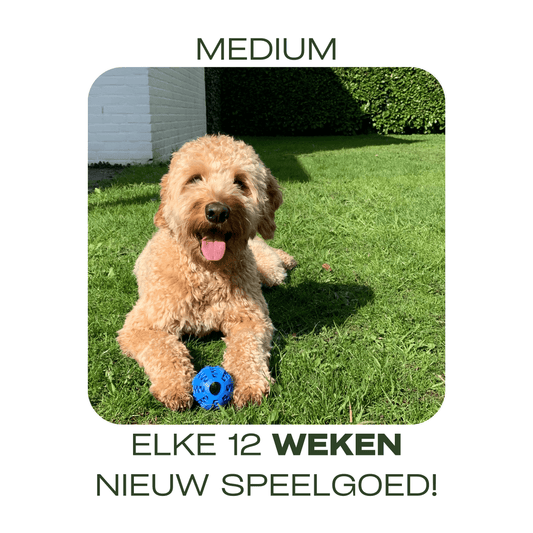 Blonde doodlehond met blauwe kauwbal op grasveld – medium abonnement met elke 12 weken nieuw hondenspeeltje.