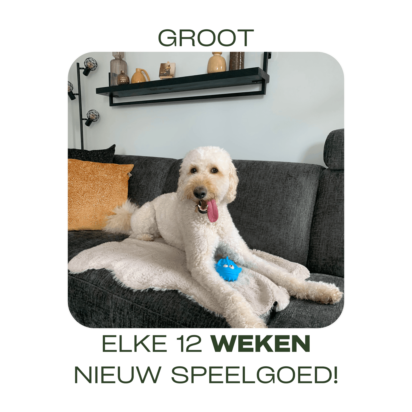 Grote hond ligt op een grijze bank met een blauw hondenspeeltje, tekst: Elke 12 weken nieuw speelgoed!
