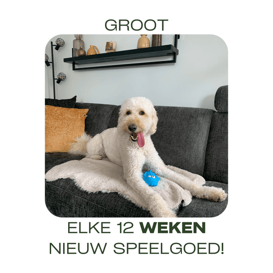 Grote hond ligt op een grijze bank met een blauw hondenspeeltje, tekst: Elke 12 weken nieuw speelgoed!