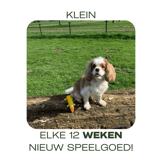 Kleine Cavalier King Charles-spaniël met geel hondenspeeltje op boomstam – klein abonnement met elke 12 weken nieuw speelgoed