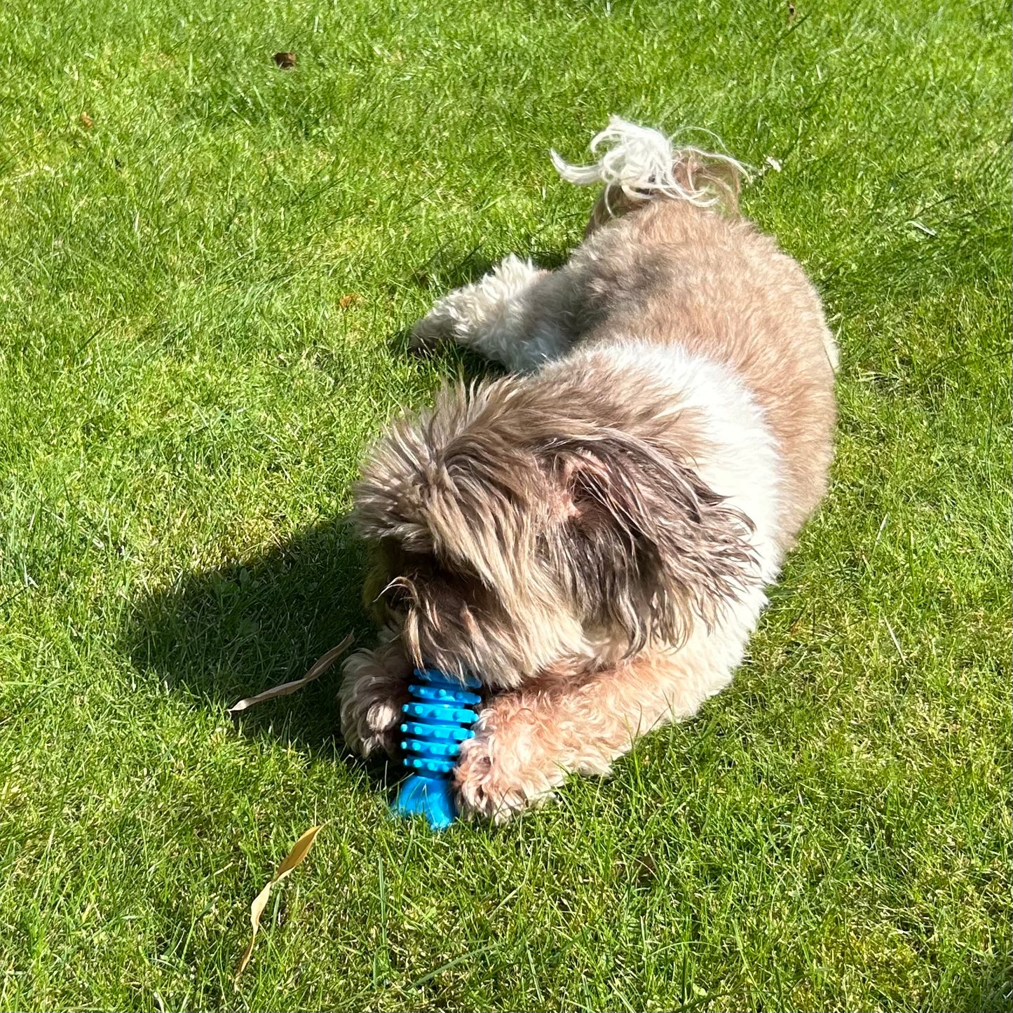  Kleine hond speelt in het gras met de Grijpklare Visgraat, knabbelend aan het stevige rubberen oppervlak.