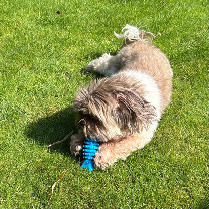  Kleine hond speelt in het gras met de Grijpklare Visgraat, knabbelend aan het stevige rubberen oppervlak.