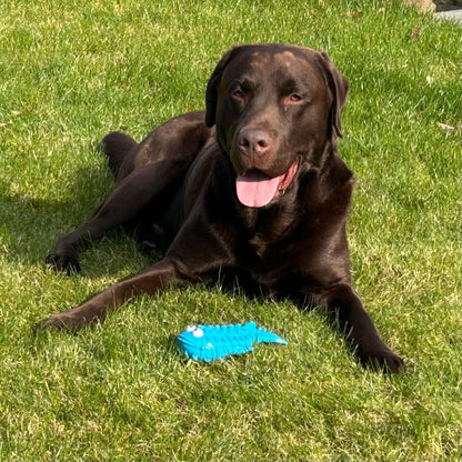 Bruine labrador ligt ontspannen in het gras met een blauwe rubberen vis-speeltje met textuur en grote ogen voor zich.