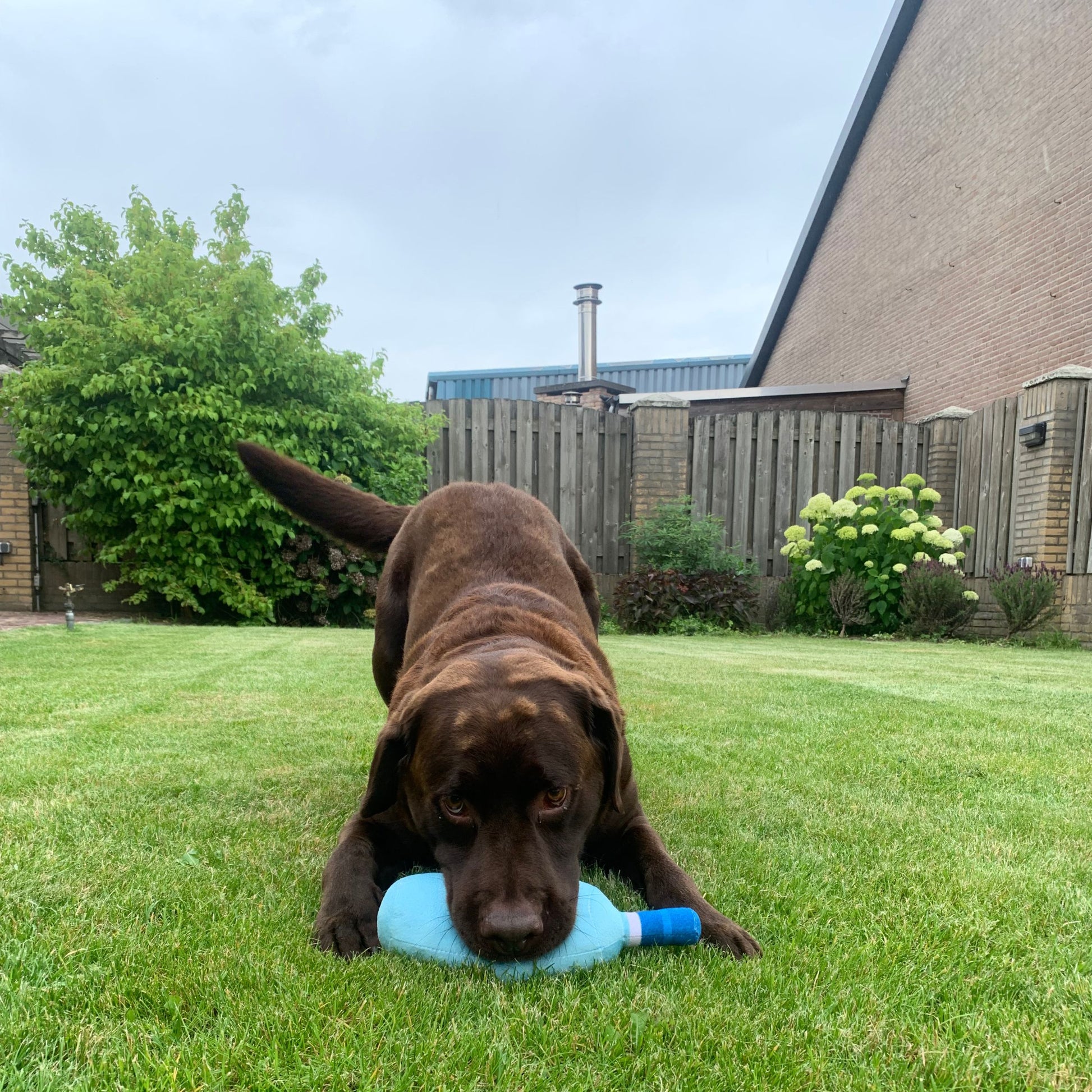 Labrador met fles knuffel tequila