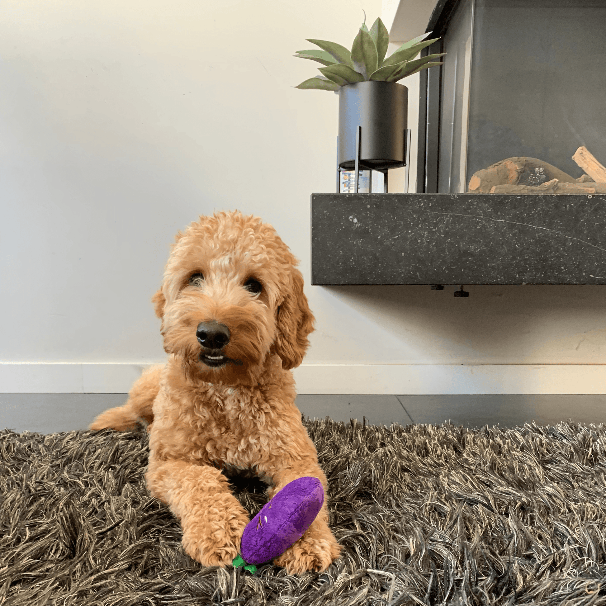 Labradoodle ligt op een kleed en speelt met een pluche aubergine hondenspeeltje.