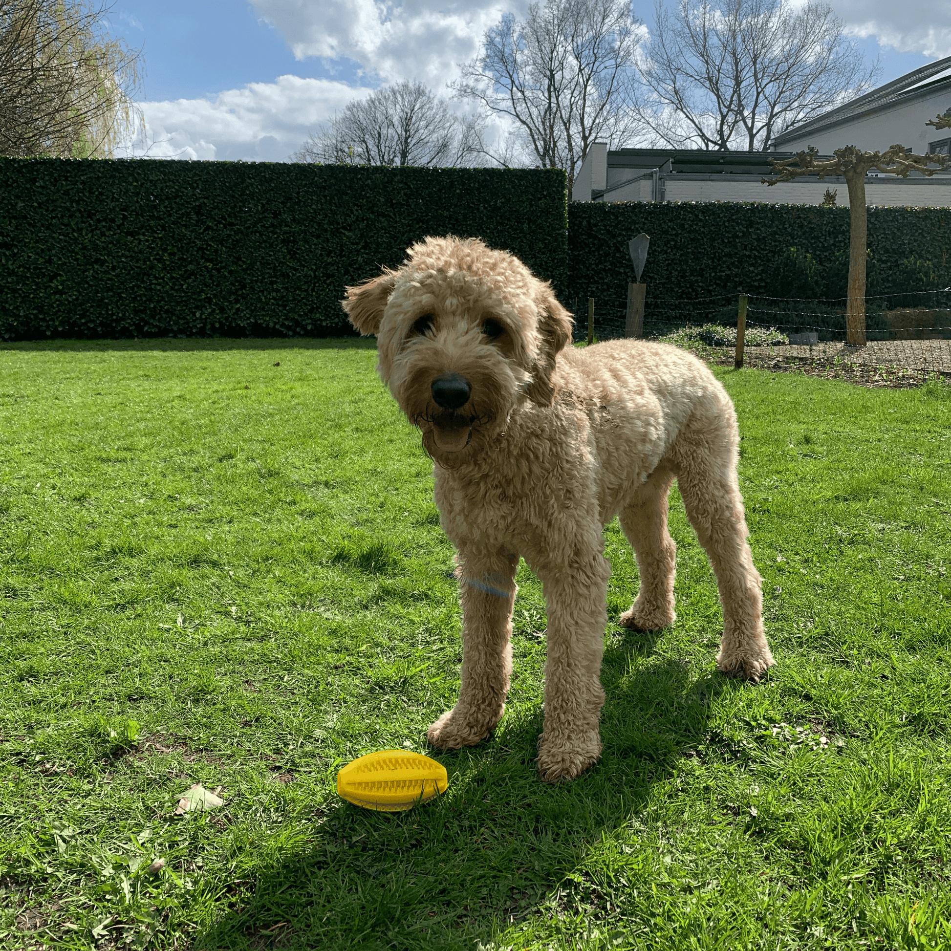 Blije hond staat in het gras naast een gele Rugby Lek-bal, klaar om te spelen en te ontdekken wat erin verstopt zit.