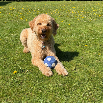 Viervoeter voetbal