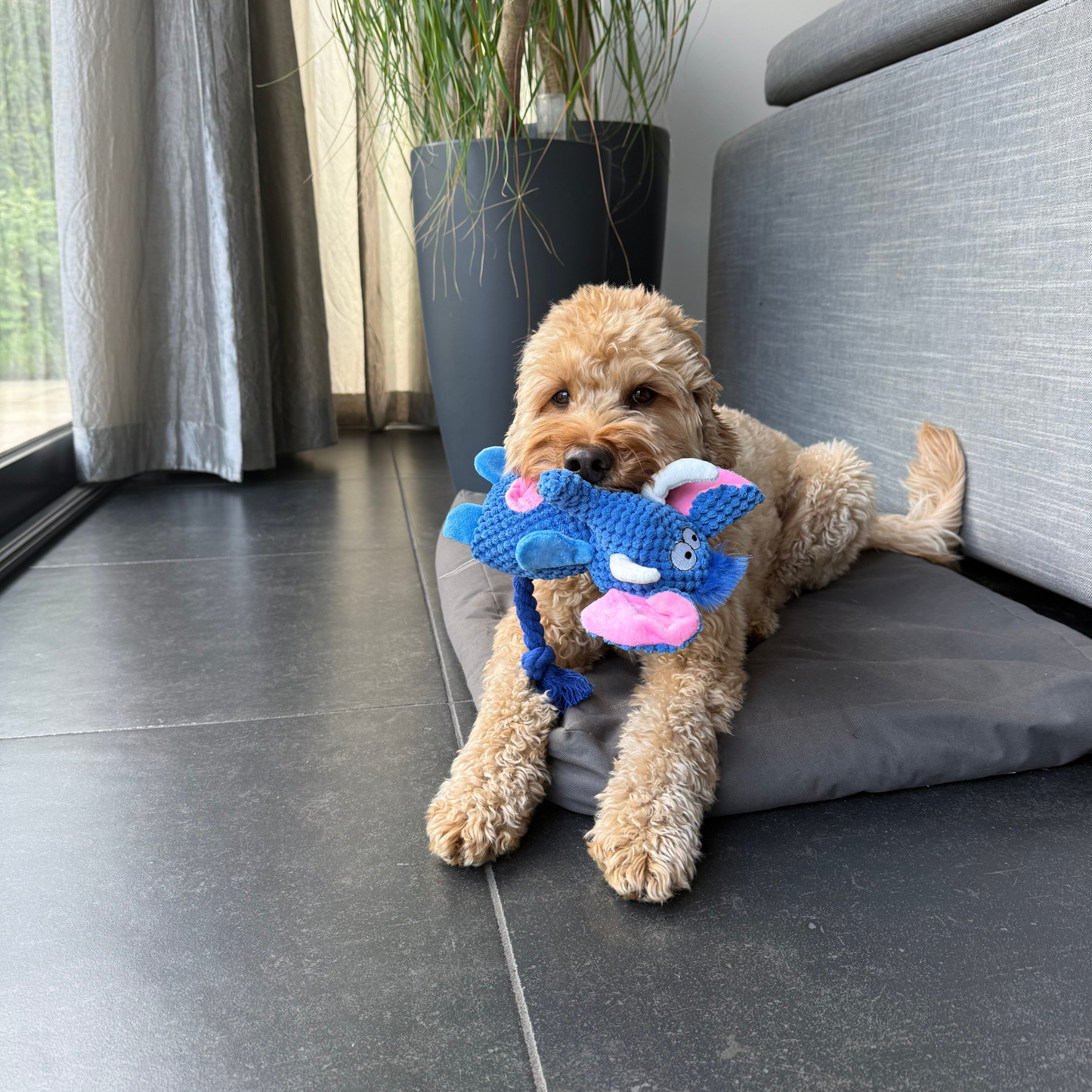 Olifant Otis
