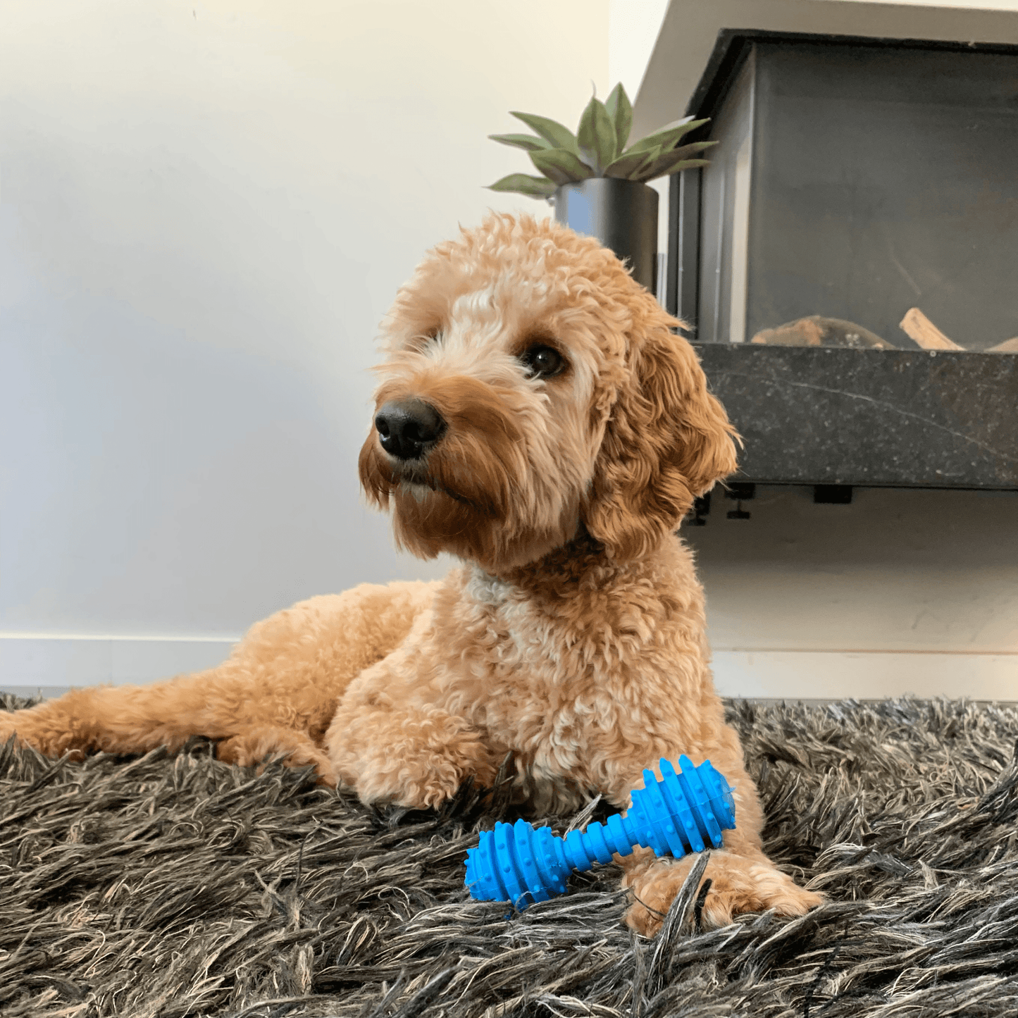 Hond kauwt op de Kleurknal Dumbel, een veilig en stevig hondenspeeltje