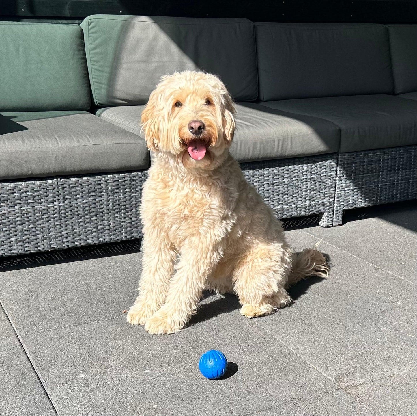 Blauwe speelbal voor honden stuiterend en perfect voor apporteerspelletjes en urenlang speelplezier!